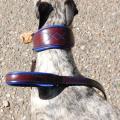 Collier et laisse pour whippet