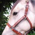 Licol poney cousu main